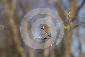 The first spring gentle leaves