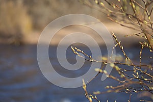 The first spring gentle leaves