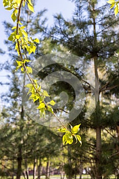 The first spring gentle leaves: background of green tree branch