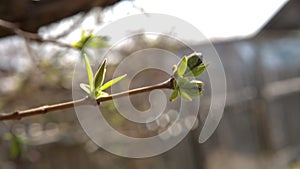 The first spring gentle leaves, buds and branches