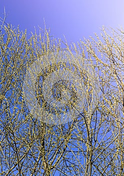 The first spring gentle leaves, buds and branches