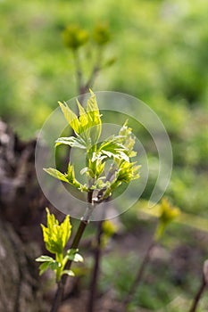 The first spring gentle leaves, buds and branches background