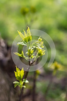 The first spring gentle leaves, buds and branches background