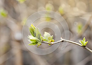 The first spring gentle leaves, buds and branches background.