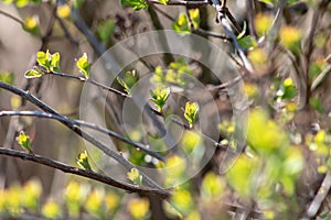 The first spring gentle leaves, buds and branches background, soft focus