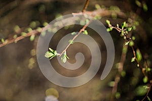 The first spring gentle leaves buds and branches. Copy space and empty space for advertising background