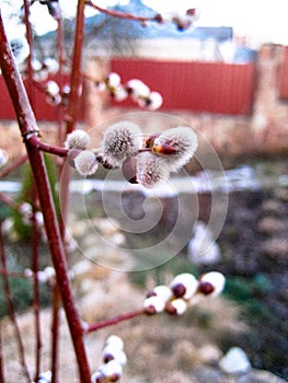 The first spring gentle leaves, buds and branches in the light of sunlight. Wonderful beautiful spring picture. Young and delicate