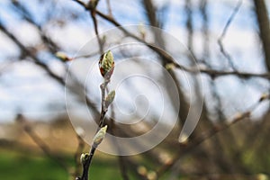 The first spring gentle leaves, buds and branches macro background.
