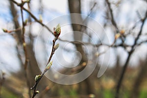 The first spring gentle leaves, buds and branches macro background.