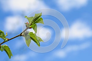 The first spring gentle leaves, buds and branches macro background.