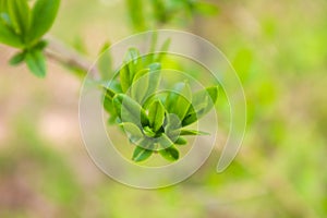 The first spring gentle leaves, buds and branches macro background.