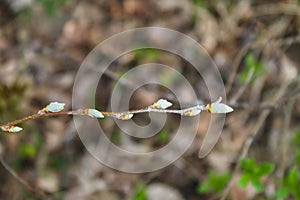 The first spring gentle leaves, buds and branches macro background.