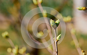 The first spring gentle leaves, buds and branches macro background