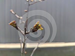 The first spring gentle leaves, buds and branches macro background