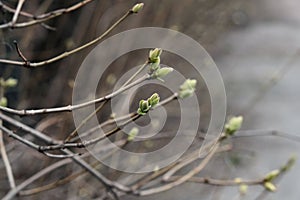 The first spring gentle leaves, buds and branches macro background