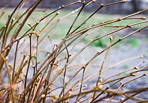 The first spring gentle leaves, buds and branches macro background