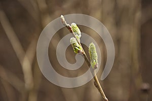 First spring gentle leaves, buds and branches macro background