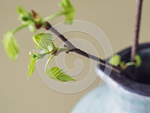 The first spring gentle leaves, buds and branches macro background