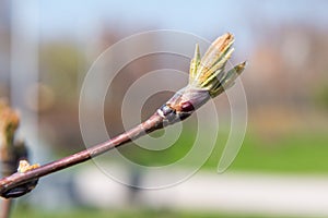 The first spring gentle leaves, buds and branches macro background