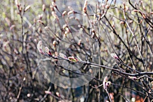 The first spring gentle leaves, buds and branches macro background Green leaves of young plants