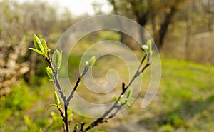 The first spring gentle leaves, buds and branches macro background, young branches with leaves and buds, First sprout on tree