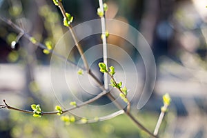 The first spring gentle leaves, buds and branches macro background, young branches with leaves and buds, First sprout on tree bran