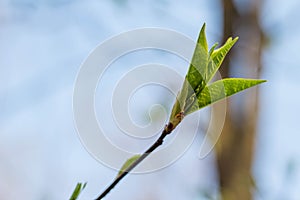 The first spring gentle leaves, buds and branches macro blurred background