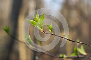 The first spring gentle leaves, buds and branches macro blurred background