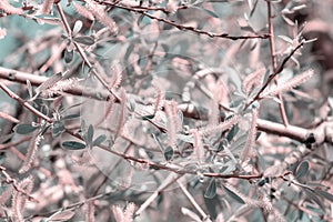 The first spring gentle leaves, buds, flowers and branches pink background, soft focus