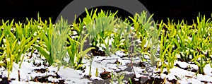 The first spring grass covered with white snow on a black background_