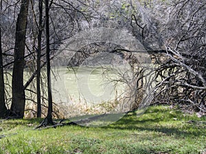 First spring grass covers the bank of a irrigation ditch