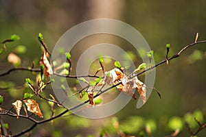 First spring green gentle leaves, buds and branches macro