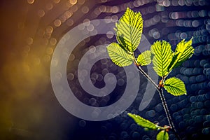 first spring hazelnut leaves and spider web bokeh