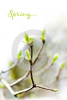 The first spring leaves