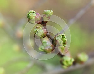 First spring leaves, buds on branches in spring. Lilac. Spring background