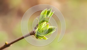 First spring leaves, buds on branches in spring. Lilac. Spring background. Copy space for text