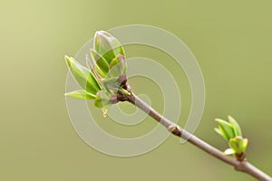 First spring leaves, buds on branches in spring. Lilac. Spring background. Copy space for text