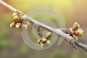 First spring leaves, buds on branches in spring. Lilac. Spring background. Copy space for text