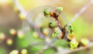 First spring leaves, buds on branches in spring. Lilac. Spring background. Copy space for text