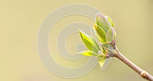 First spring leaves, buds on branches in spring. Lilac. Spring background. Copy space for text