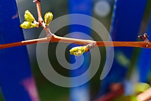 First spring leaves of grapes plant. close up shot of tiny buds. homegardening