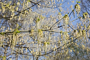 First spring leaves in the park. On the evening sun. Last sunbeams of the day