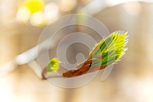 The first spring leaves and sun light, natural background
