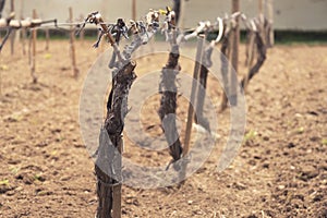 First spring leaves on a trellis vine growing in a spring vineyard