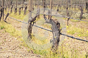 First spring leaves on a trellis vine growing in a spring vineyard