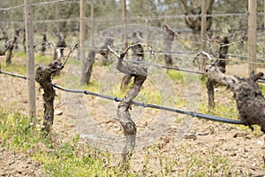 First spring leaves on a trellis vine growing in a spring vineyard