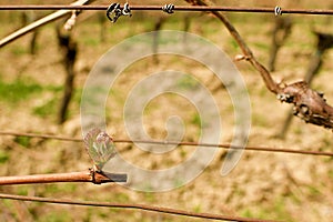 First spring leaves on a trellised vine growing in vineyard.