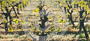 First spring leaves on a trellised vine growing in vineyard