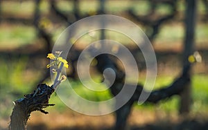 First spring leaves on a trellised vine growing in vineyard