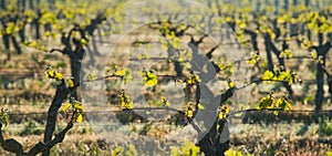 First spring leaves on a trellised vine growing in vineyard